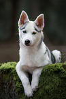 Siberian Husky Welpe