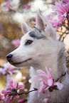 Siberian Husky Welpe