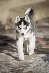 Siberian Husky Welpe