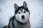 Siberian Husky Rde