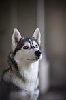 erwachsener Siberian Husky