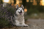 Siberian Husky Hndin