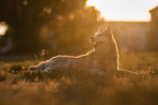Siberian Husky Hndin