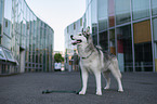 Siberian Husky Hndin