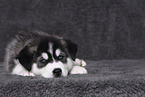 Siberian Husky Welpe