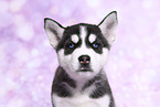 Siberian Husky Welpe