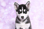 Siberian Husky Welpe