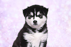 Siberian Husky Welpe