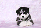 Siberian Husky Welpe