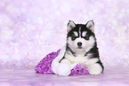 Siberian Husky Welpe