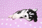Siberian Husky Welpe