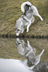 ausgewachsener Siberian Husky