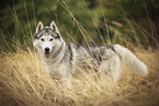 ausgewachsener Siberian Husky