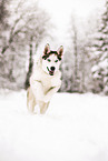 Siberian Husky im Winter