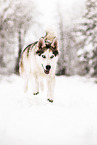 Siberian Husky im Winter