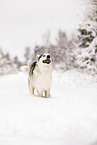 Siberian Husky im Winter