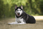 Siberian Husky