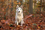Siberian Husky im Herbst