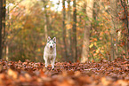 Siberian Husky im Herbst