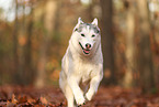 Siberian Husky im Herbst