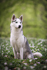 Siberian Husky