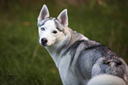 Siberian Husky