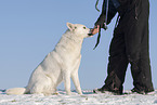 Siberian Husky