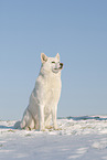 Siberian Husky