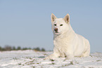 Siberian Husky