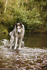 Siberian Husky