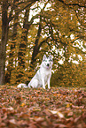 Siberian Husky