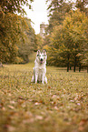 Siberian Husky