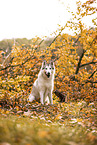 Siberian Husky