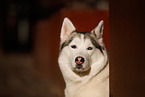 Siberian Husky