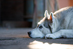 Siberian Husky