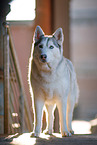 Siberian Husky