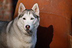 Siberian Husky