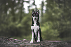 Siberian Husky