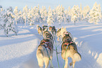 Siberian Huskys