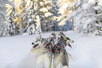 Siberian Huskys