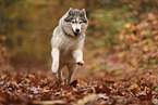 Siberian Husky