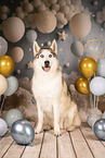 Siberian Husky