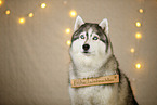 Siberian Husky in Weihnachtsdeko