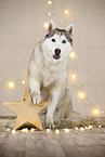 Siberian Husky in Weihnachtsdeko