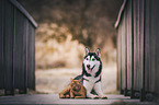 Siberian Husky und Hauskatze