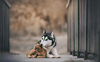 Siberian Husky und Hauskatze