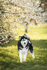 Siberian Husky