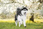 Siberian Husky