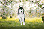 Siberian Husky