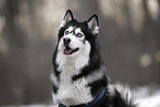 Siberian Husky